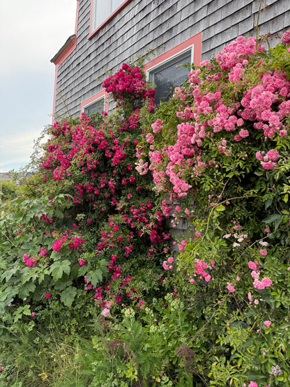 Monhegan Watercolor Art Retreat 2027 ~ July 23-27 Session 2